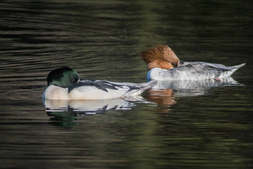 Common Merganser - Pair -9543 by Len Blumin is licensed under CC BY 2.0
